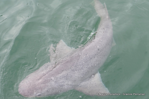 7gill shark, South Africa